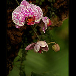 Orchidej II.