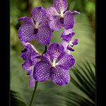 Orchidej III.