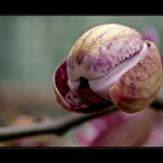 Orchidej V.