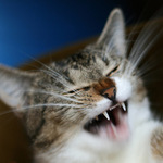 prý" inteligentní pes"