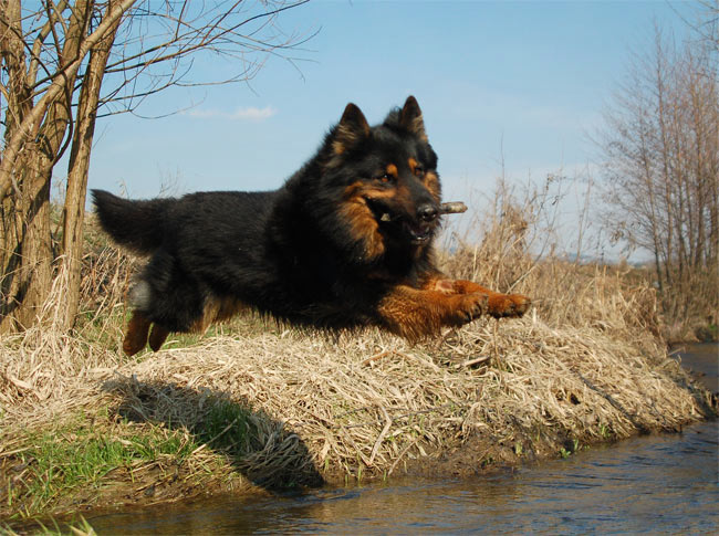 Nezadržitelný aportér