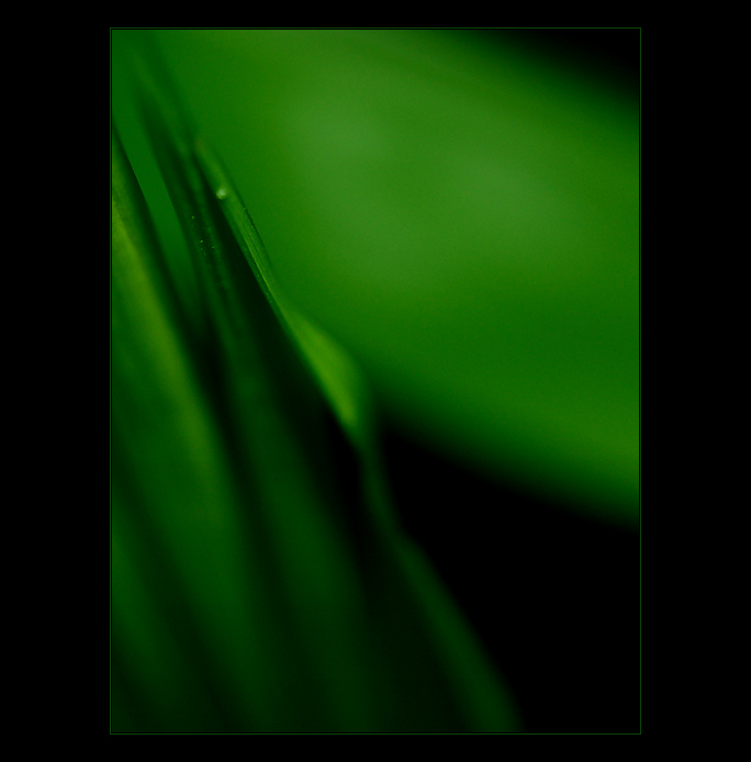 - green passion V. -