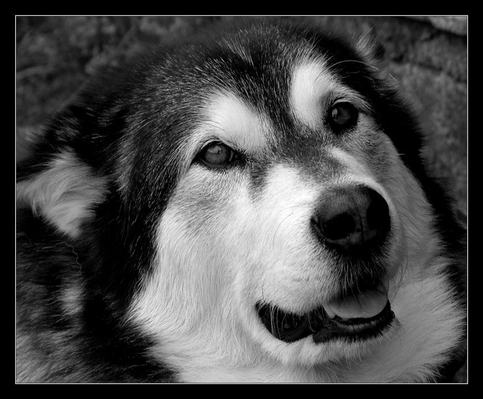 Chlupáč