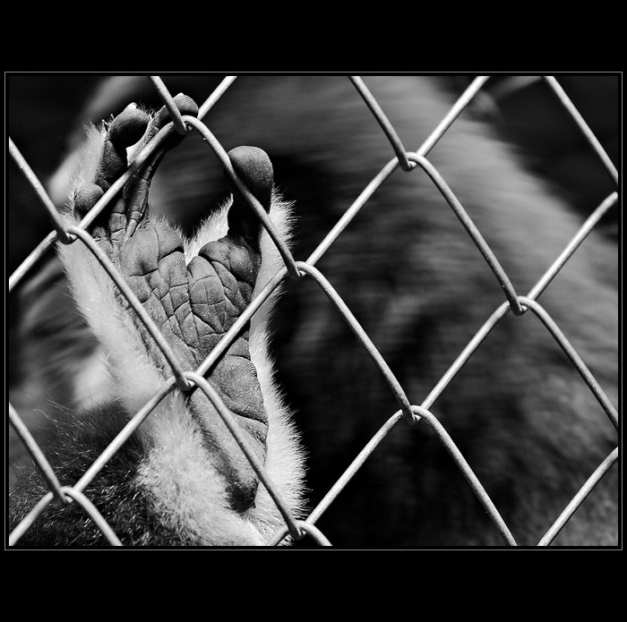 Gibbon