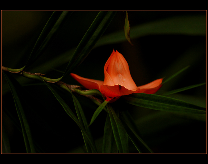 Orchidej II.