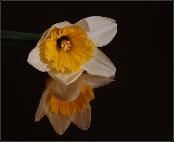 narcis