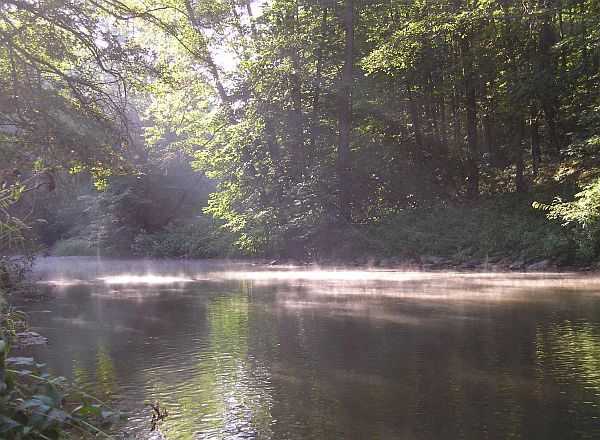 Divočna v Plasích