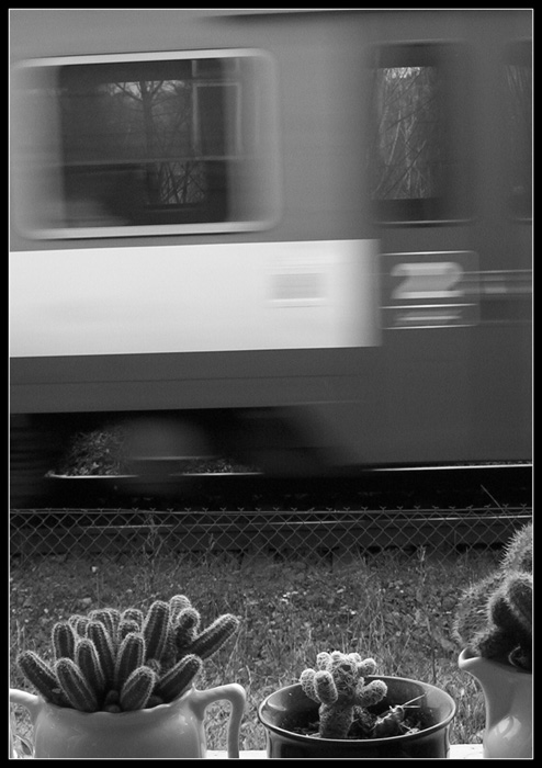 Kaktusy a vlak