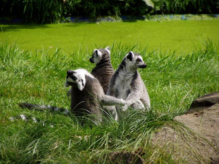 ZOO Jihlava
