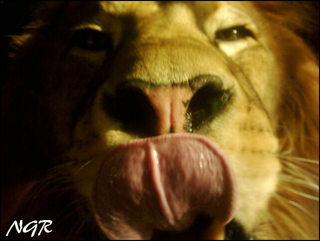 Lion_King_ZOO Plzeň