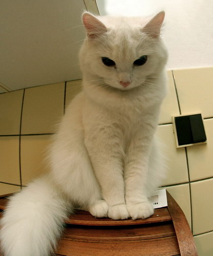 bibi