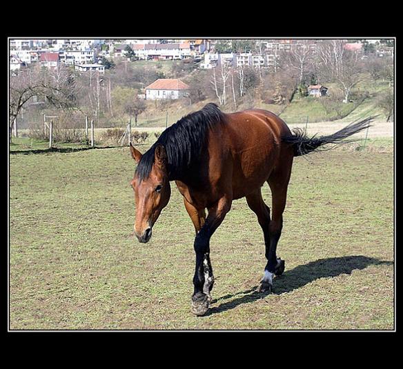 Lasinek