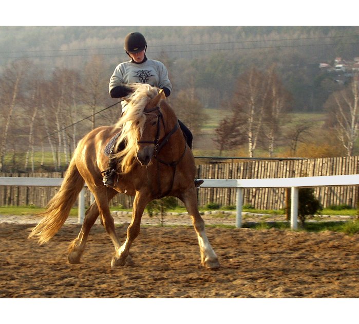 zlatohřívák v akci...