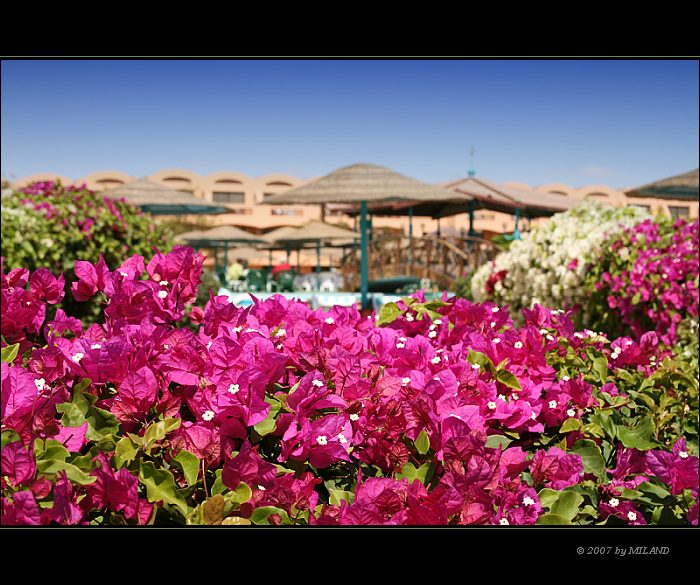 barevný Egypt...