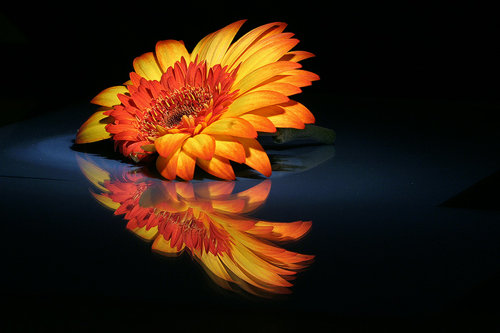 ... GERBERA ...