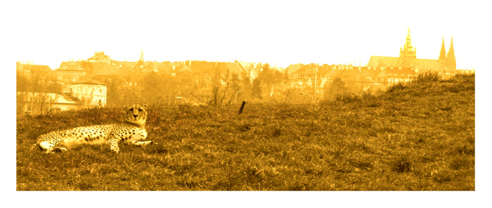 Gepard v Praze