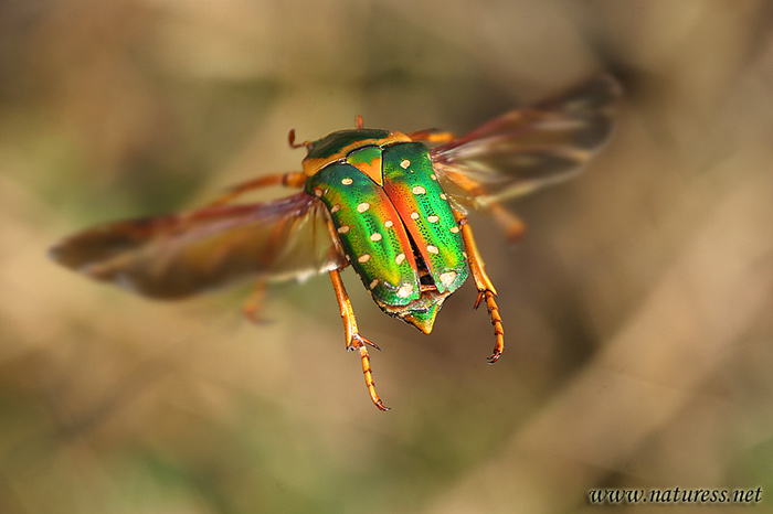 Stephanorrhina guttata