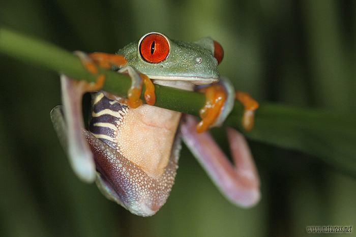 hrazda I    /Listovnice červenooká (Agalychnis callidrias)
