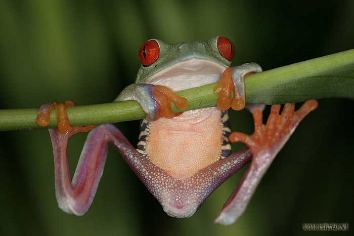 hrazda II    /Listovnice červenooká (Agalychnis callidrias)