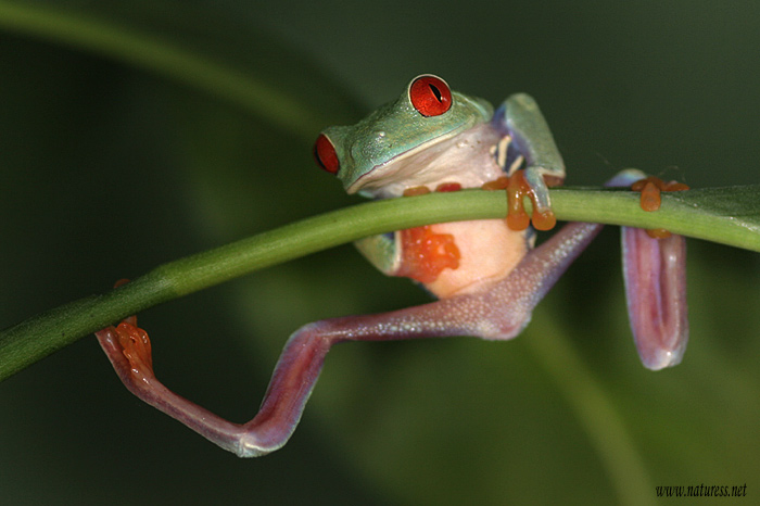 hrazda IIII    /Listovnice červenooká (Agalychnis callidrias)
