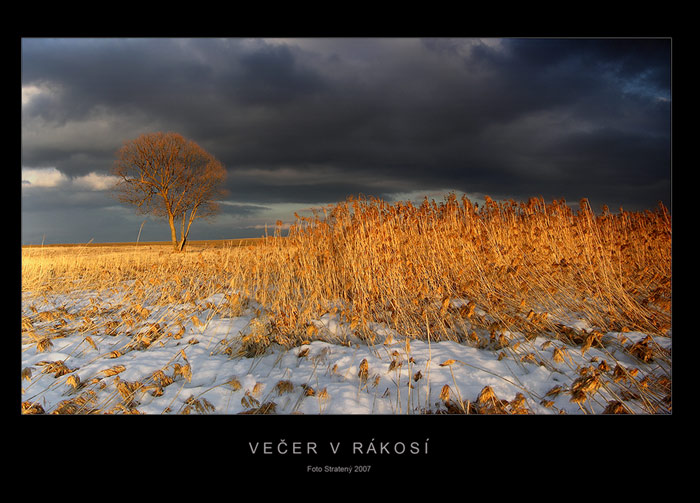 Večer v rákosí