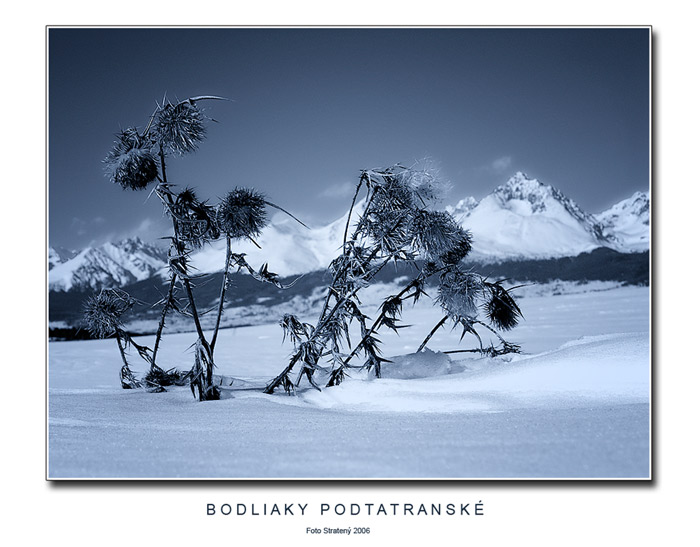 Bodliaky podtatranské