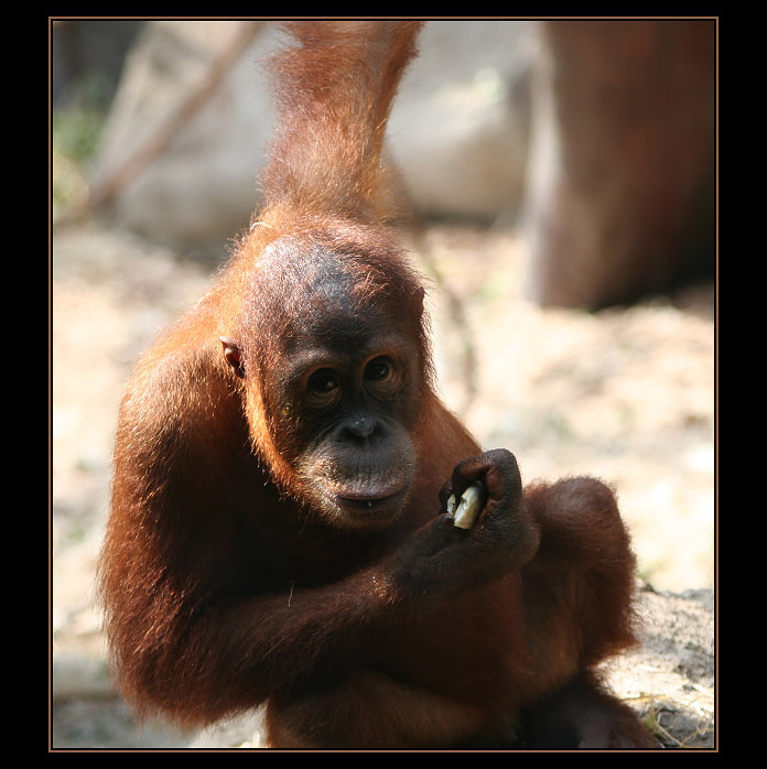 Malý orangutan