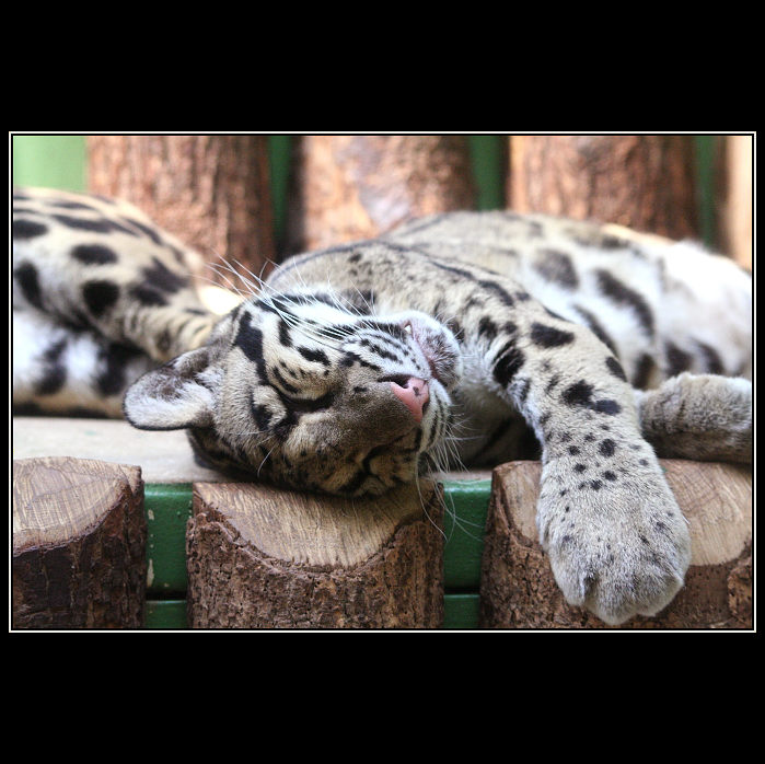 Sleeping cat