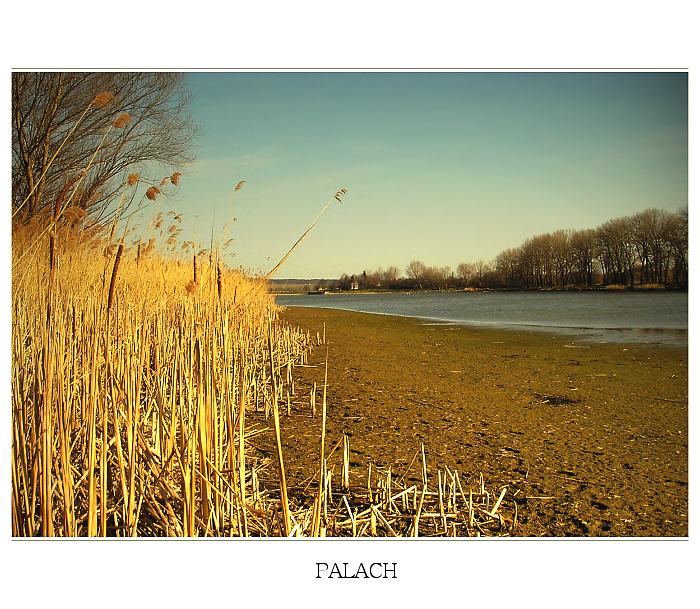 palach