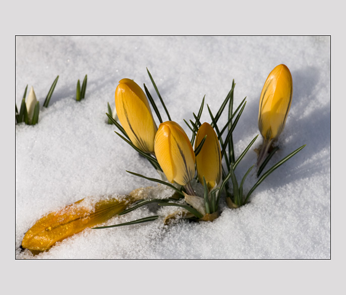 Spring