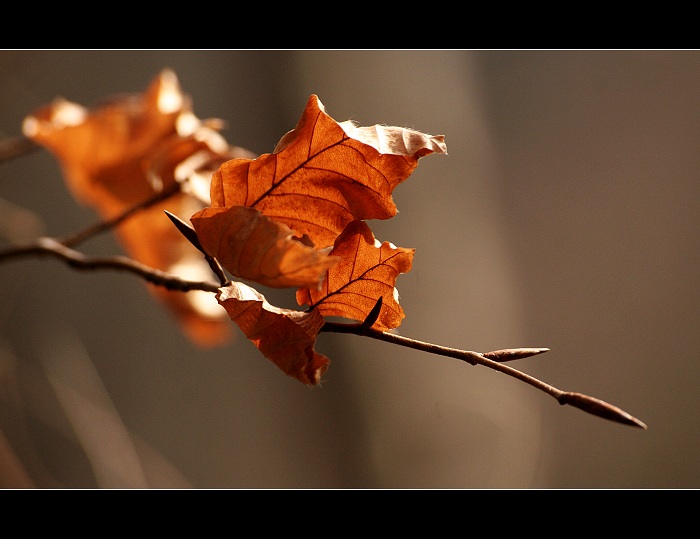 ...Blanenské sluníčkování...