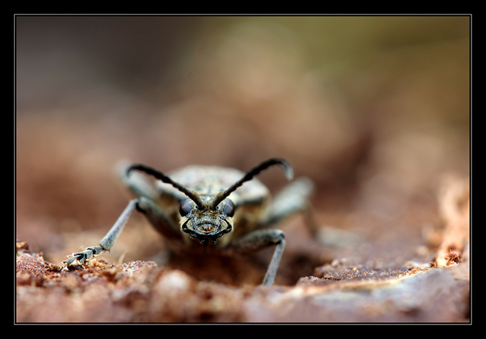 Tesaříkovo jarní vykročení
