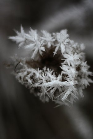 Wreath of Cold