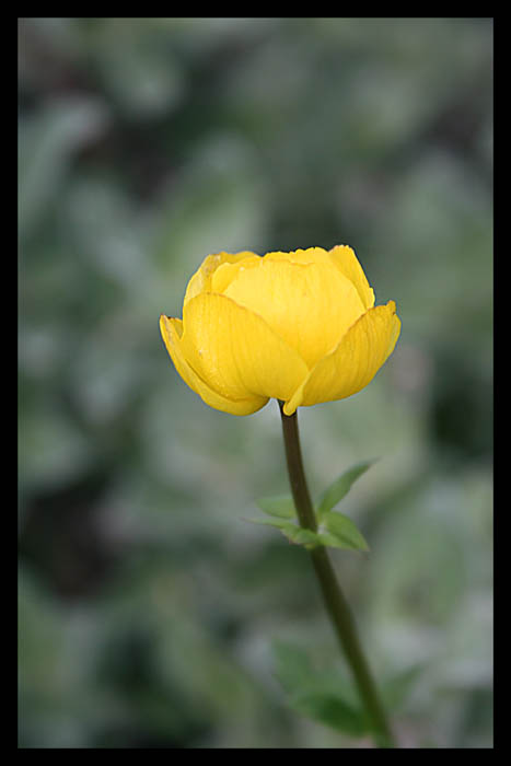 YelloWreath