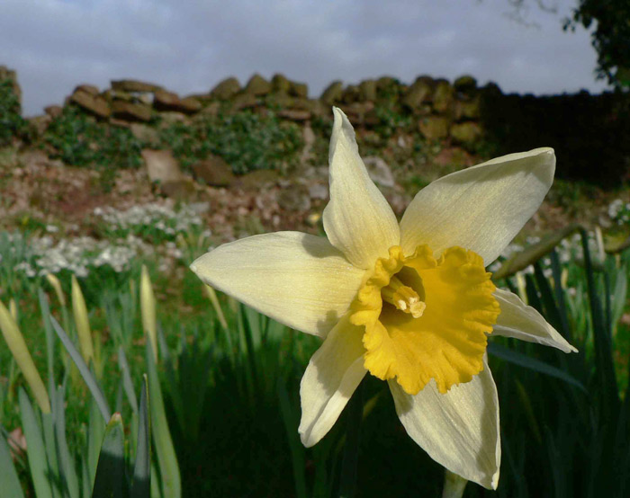 narcis