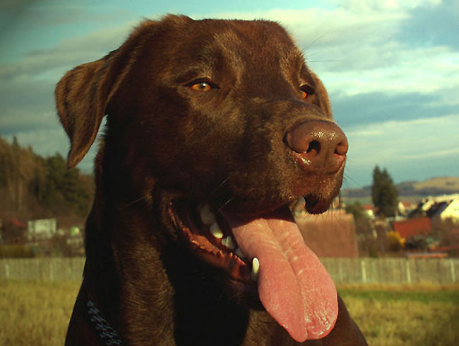 Fido