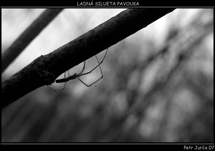 Ladná silueta pavouka