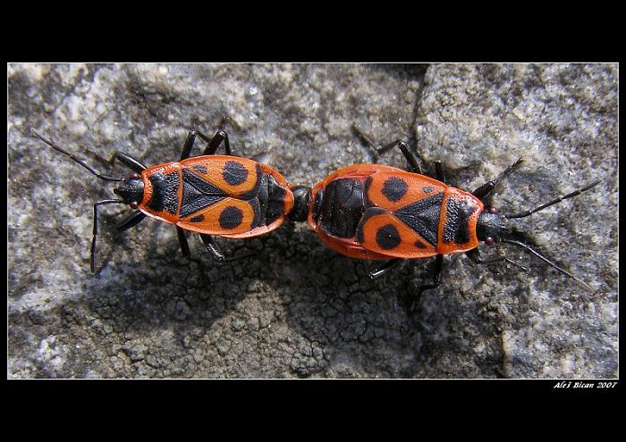 Pyrrhocoris apterus - ruměnice pospolná