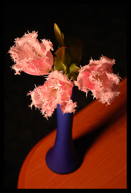 Tulipány