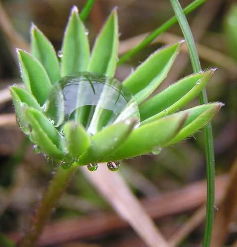 Lupa