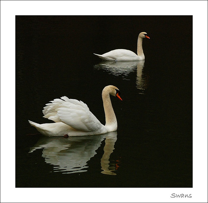 swans
