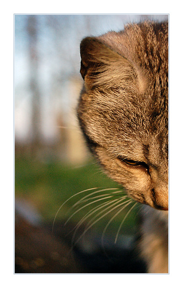...Cat's Life...