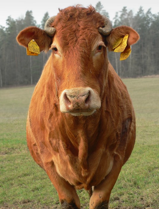Přirozeně krásná