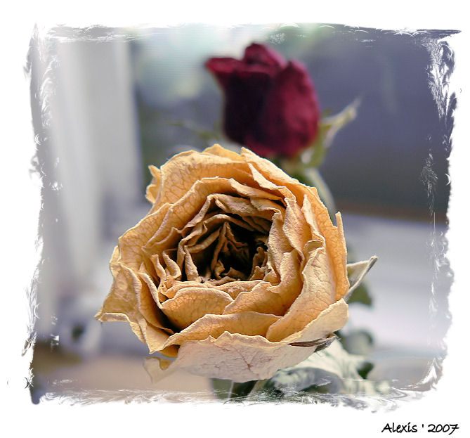 Rose