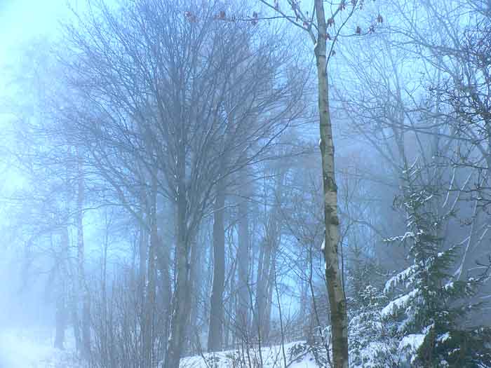 fog