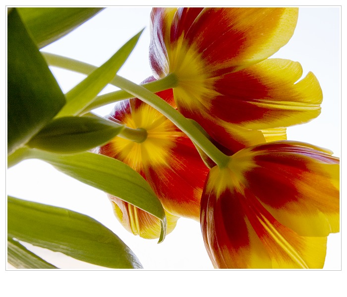 Tulipánová inak...