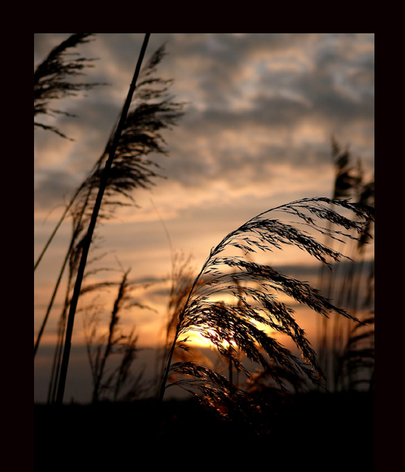 dreaming