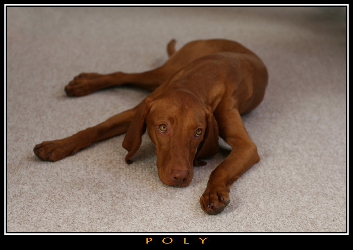 POLY II.