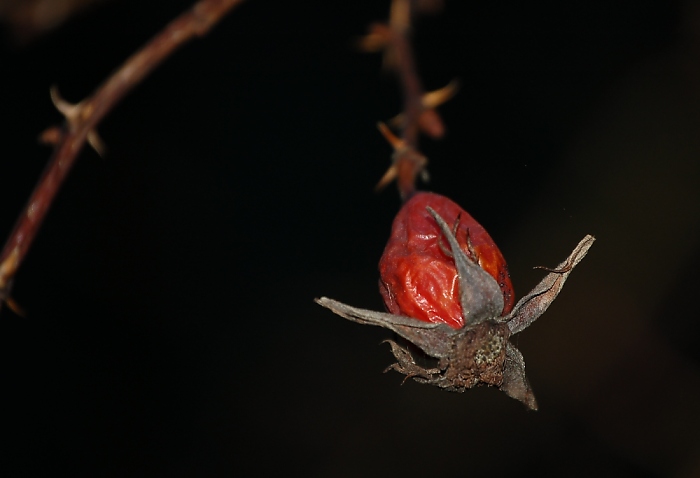 Fructus cynosbatti (na sklonku života)
