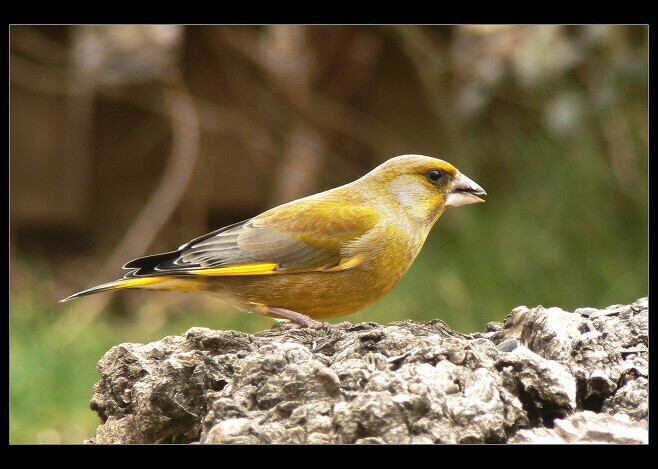 Zvonek zelený ( Carduelis chloris )